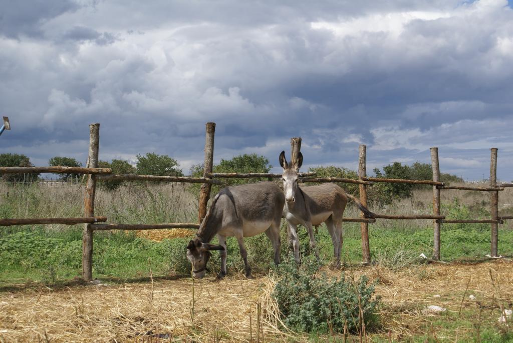فيلا Agriturismo Mura ألتامورا المظهر الخارجي الصورة
